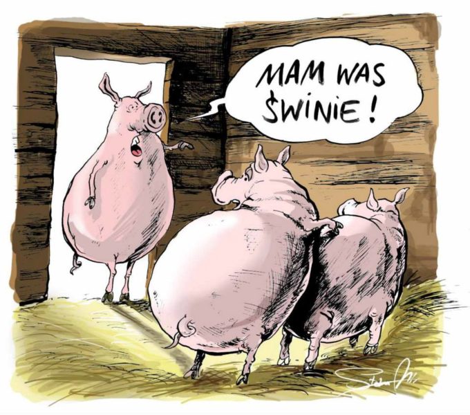 rysunek satyryczny świnie w chlewie przyłapane